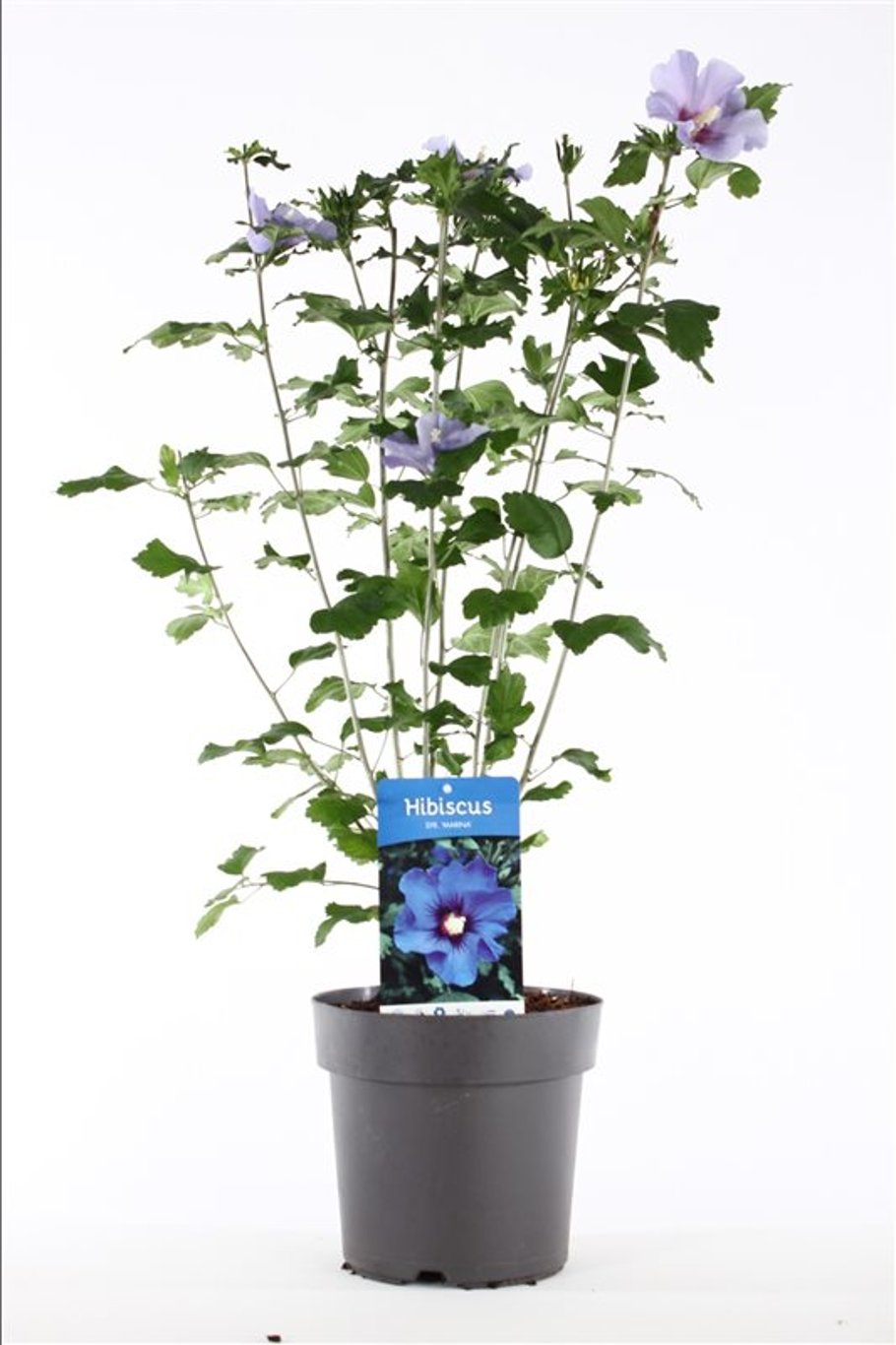 Hibiscus syr. 'Marina' - C5